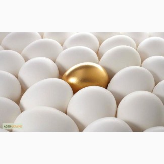 Якісні и свіжі яйця категорії С-1 і С-0