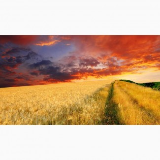 Закупаем пшеницу классовую и фуражную по всей Украине