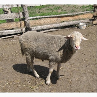 Продам котных овец породы прекос