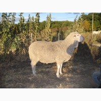 Продам котных овец породы прекос