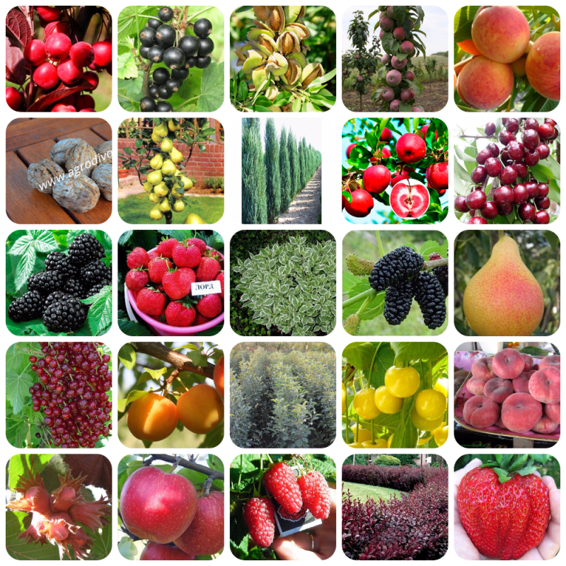 Зернобобовые овощные плодово ягодные растения