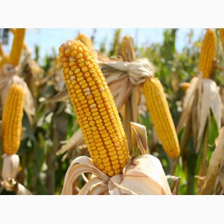 Продам семена кукурузы Подольский 274 СВ