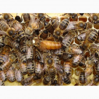 Бджоломатки Бакфаст F 1