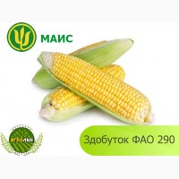 Продам гібрид кукурузи ЗДОБУТОК (МАЇС)