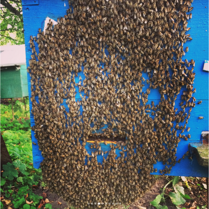 Бджолопакети (Пчелопакеты) карпатської бджоли