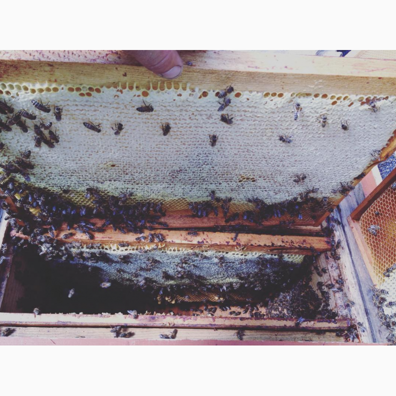Фото 2. Бджолопакети (Пчелопакеты) карпатської бджоли