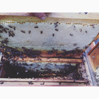 Бджолопакети (Пчелопакеты) карпатської бджоли