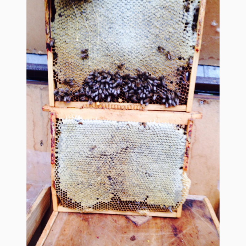 Фото 3. Бджолопакети (Пчелопакеты) карпатської бджоли