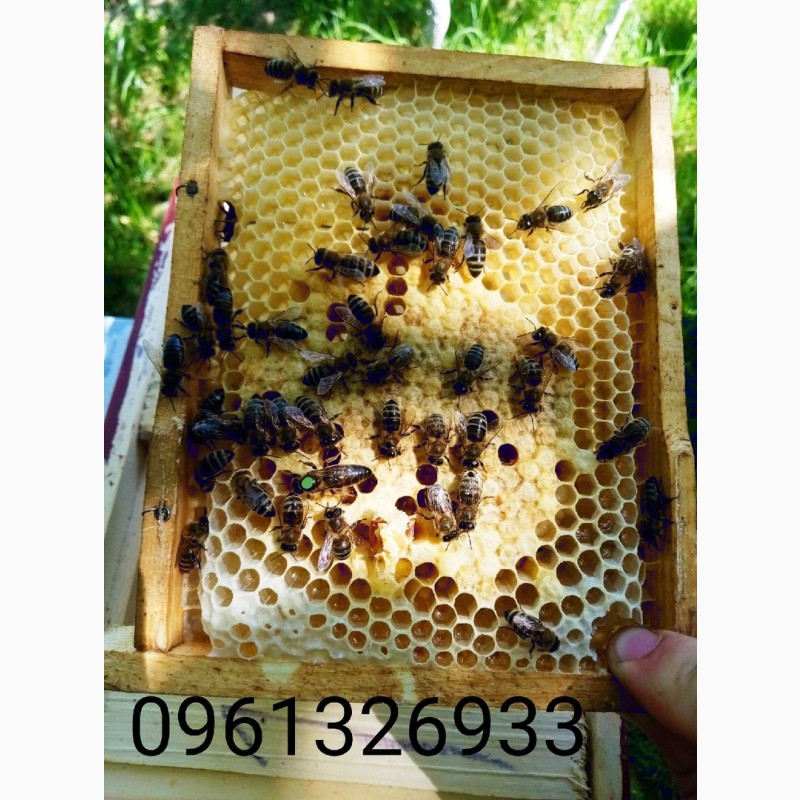 Фото 6. Продам бджоломатки карпатки