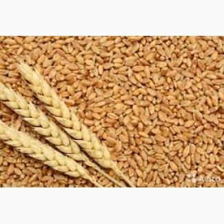 Куплю пшеницу крупным оптом/ пшеницю крупний гурт