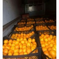 Продам мандарин турция грузия з доставкой