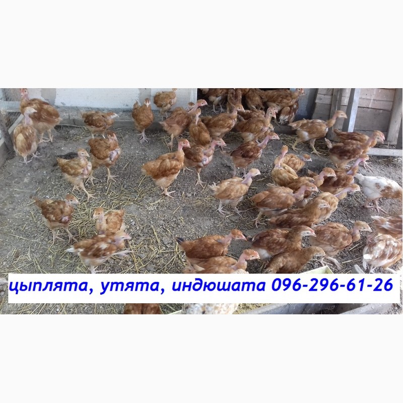 Фото 2. Месячные подрощенные цыплята Редбро.сезон 2019, Одесса