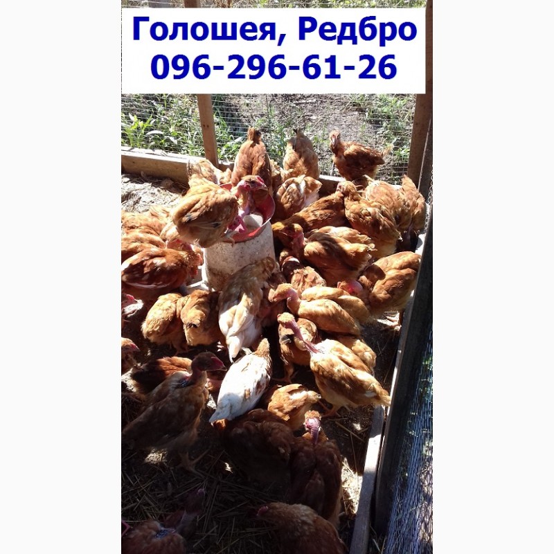 Фото 3. Месячные подрощенные цыплята Редбро.сезон 2019, Одесса