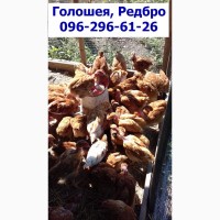Месячные подрощенные цыплята Редбро.сезон 2019, Одесса