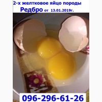 Месячные подрощенные цыплята Редбро.сезон 2019, Одесса