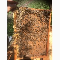 Продам бджолопакети карпатської породи бджіл 200шт