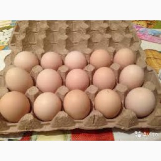 Яйца куриные (домашние без химии )