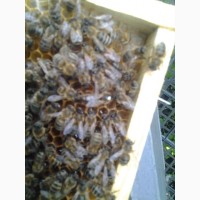 Неплідні Бджоломатки Карніка “ПЕШЕЦ” та Українська степова