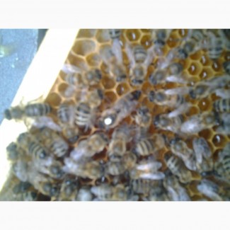 Неплідні Бджоломатки Карніка “ПЕШЕЦ” та Українська степова