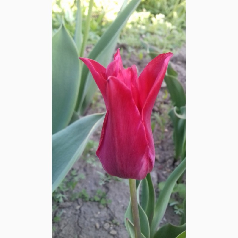 Фото 6. Продам луковицы тюльпанов в миксе