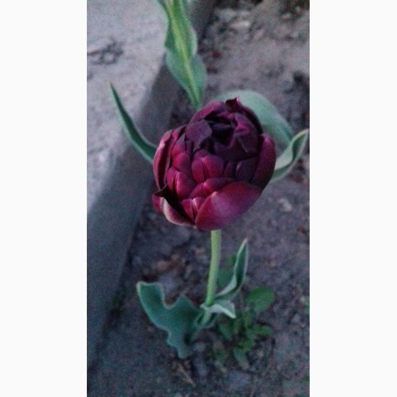 Фото 9. Продам луковицы тюльпанов в миксе