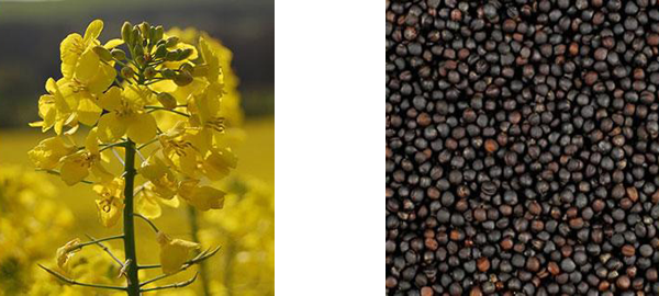 Фото 5. Насіння Канадського ріапка, семена озимого рапса гибрид