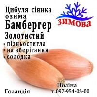 Продам Лук севок озимый Бамбергер Золотой TOP Onions Голландия 1 кг
