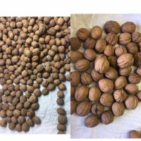 Принимаем заказы на грецкий орех целый урожая 2021 г. We accept orders for walnuts for
