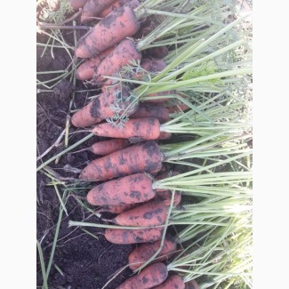 Продам: Морковь Абако. На хранение и на продажу