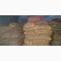 Продажа картофеля сорта Тайфун, Венетта, Гала