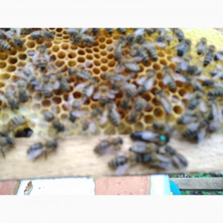 Стільникові І Безстільникові Бджолопакети Карпатка 2021р