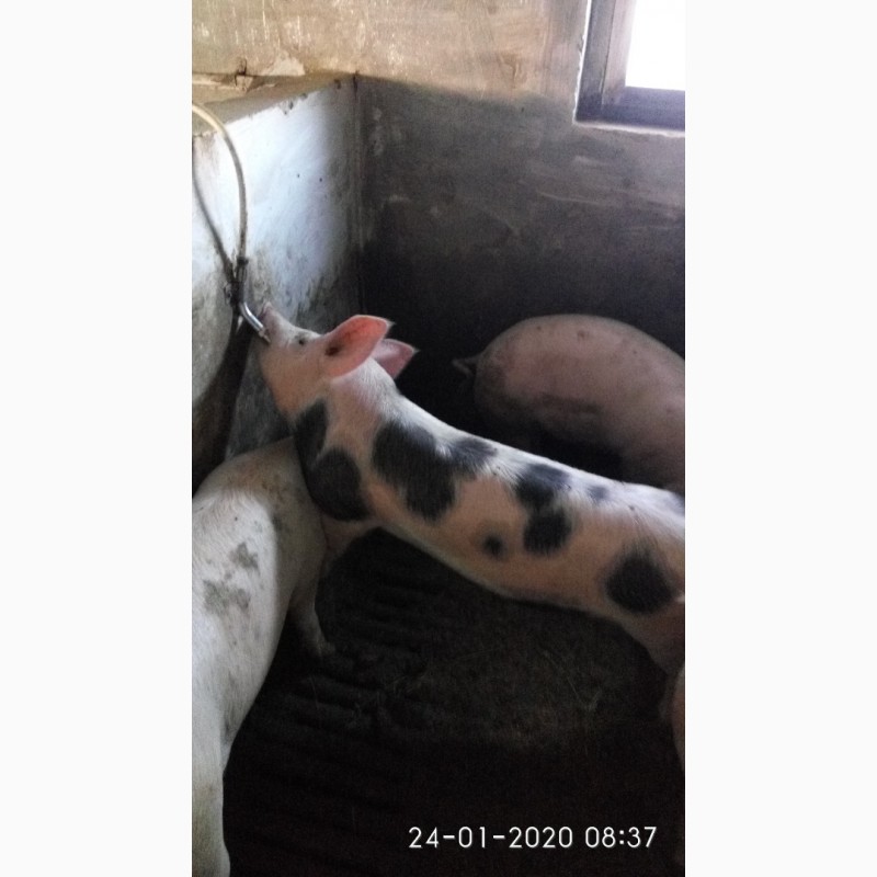 Продаю свинок мясної породи оптімус-пьєтрен на племя (ремонтні свинки)