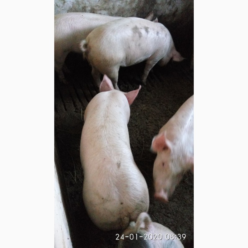 Фото 3. Продаю свинок мясної породи оптімус-пьєтрен на племя (ремонтні свинки)