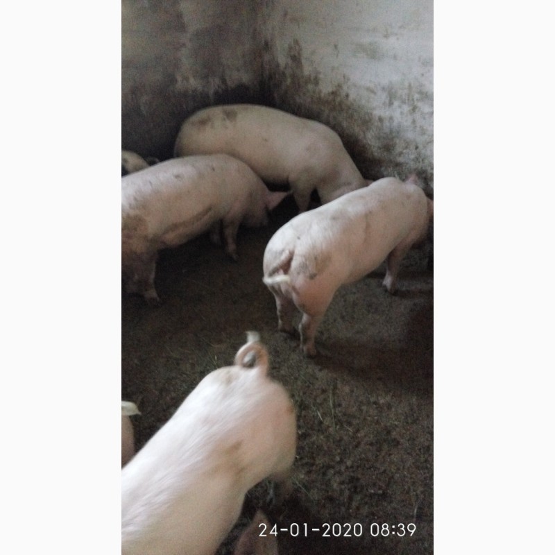 Фото 4. Продаю свинок мясної породи оптімус-пьєтрен на племя (ремонтні свинки)