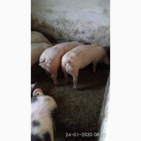 Продаю свинок мясної породи оптімус-пьєтрен на племя (ремонтні свинки)