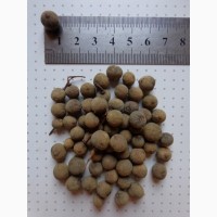 Семена Липа маньчжурская (20шт - 10грн)