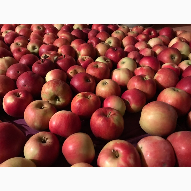 Фото 2. Вкуснейшие, сочные яблоки с островов Вилково. Виноград Новак