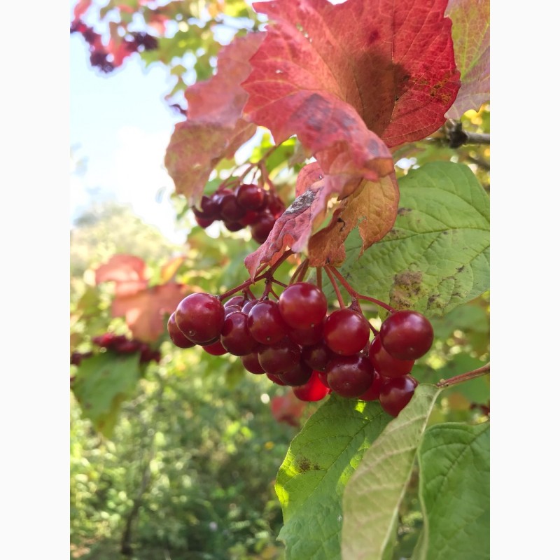 Фото 12. Вкуснейшие, сочные яблоки с островов Вилково. Виноград Новак
