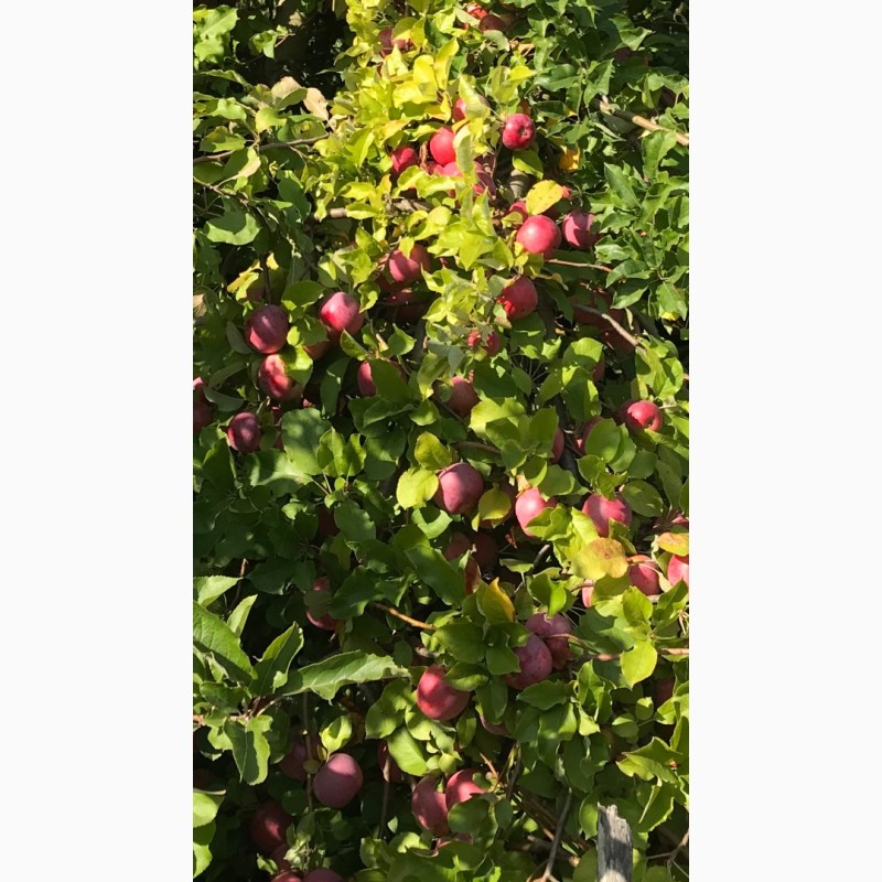 Фото 8. Вкуснейшие, сочные яблоки с островов Вилково. Виноград Новак