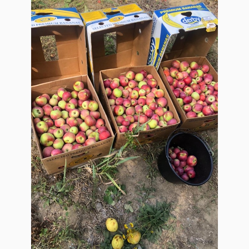 Фото 7. Вкуснейшие, сочные яблоки с островов Вилково. Виноград Новак