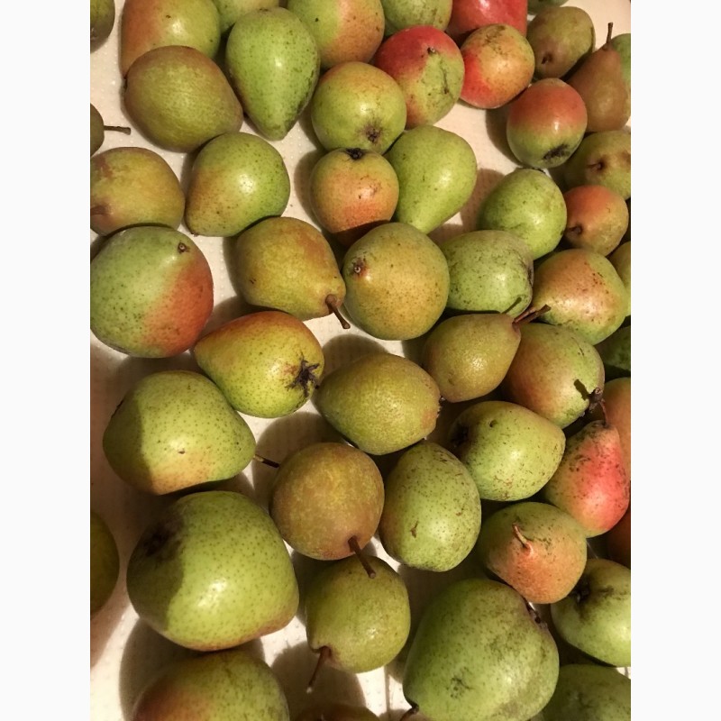 Фото 3. Вкуснейшие, сочные яблоки с островов Вилково. Виноград Новак