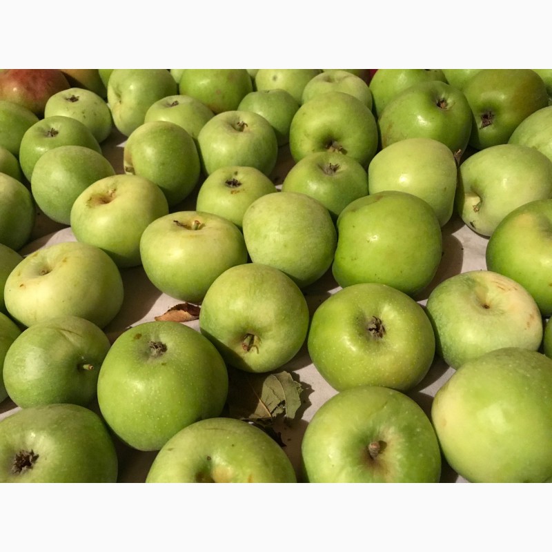 Фото 4. Вкуснейшие, сочные яблоки с островов Вилково. Виноград Новак