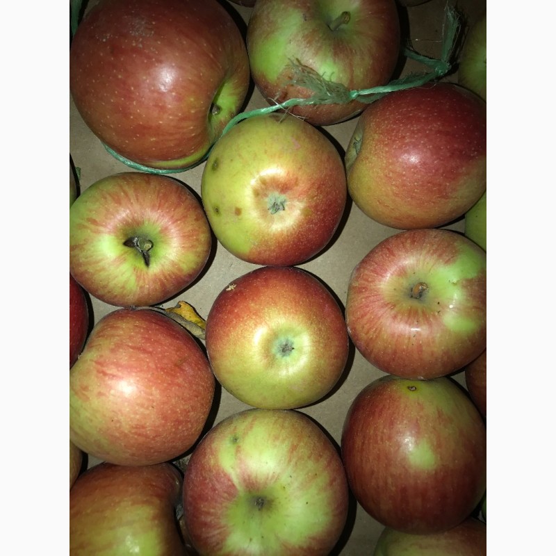 Фото 5. Вкуснейшие, сочные яблоки с островов Вилково. Виноград Новак