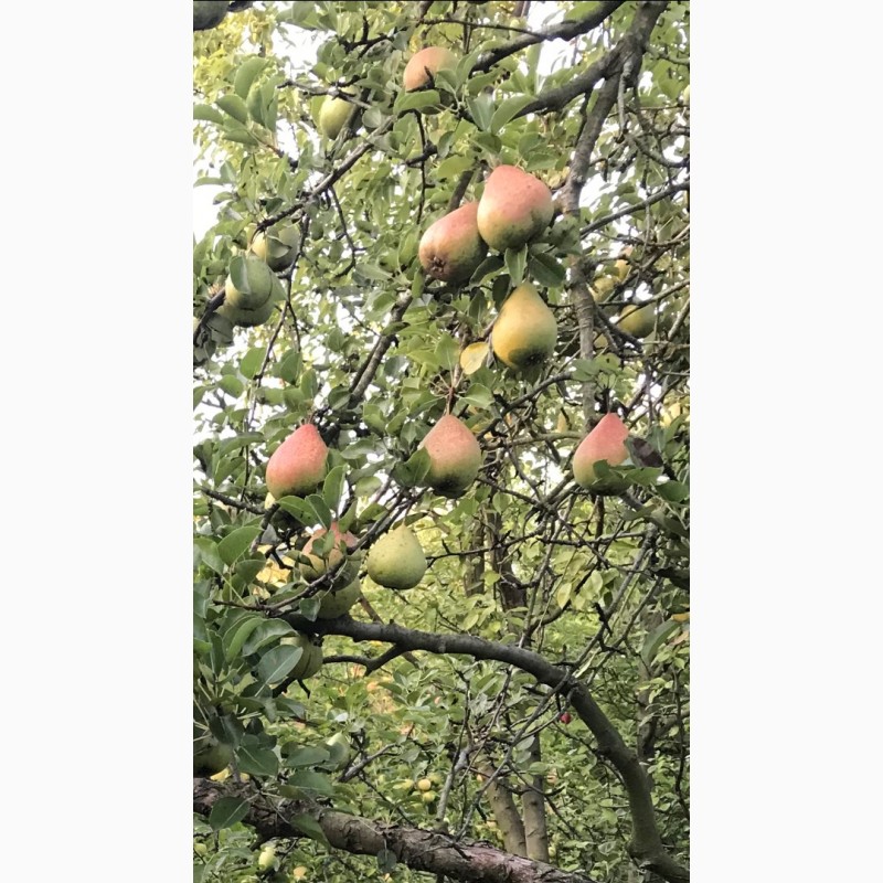 Фото 9. Вкуснейшие, сочные яблоки с островов Вилково. Виноград Новак