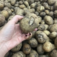 Продажа соціальної картоплі