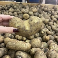 Продажа соціальної картоплі