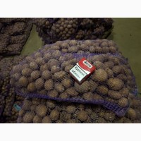 Продам товарну картоплю Сорт Тоскана(біла), Альвара (червона)