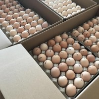 Продам Инкубационное Яйцо