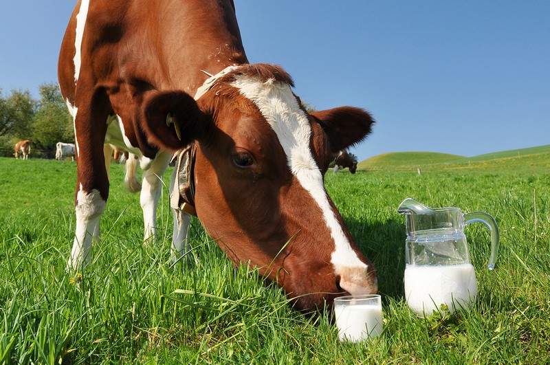 Домашнє коров#039;яче молоко з власної ферми