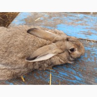 Продам кролика цвета агути